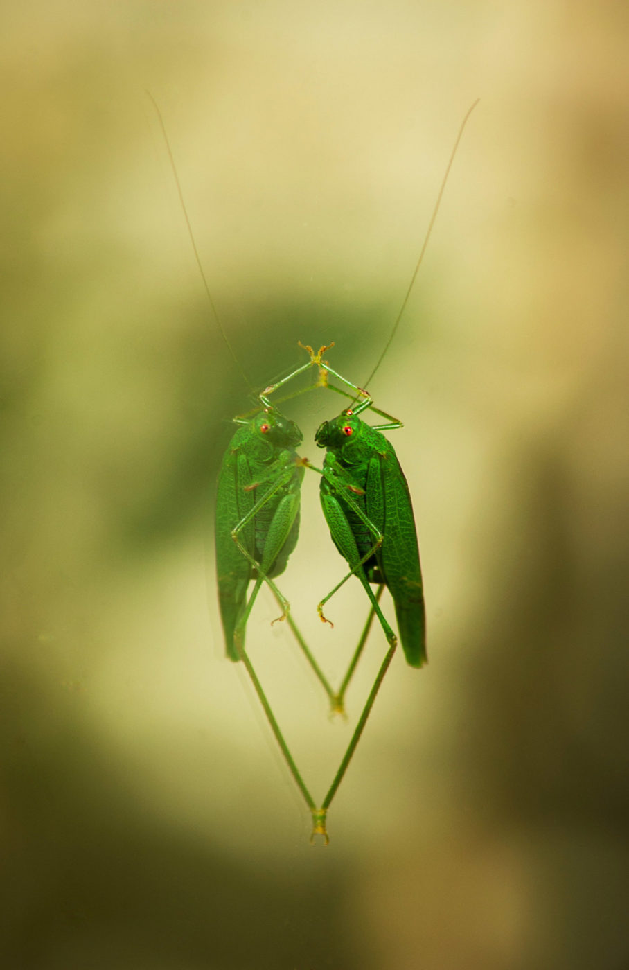 Green locust on a window